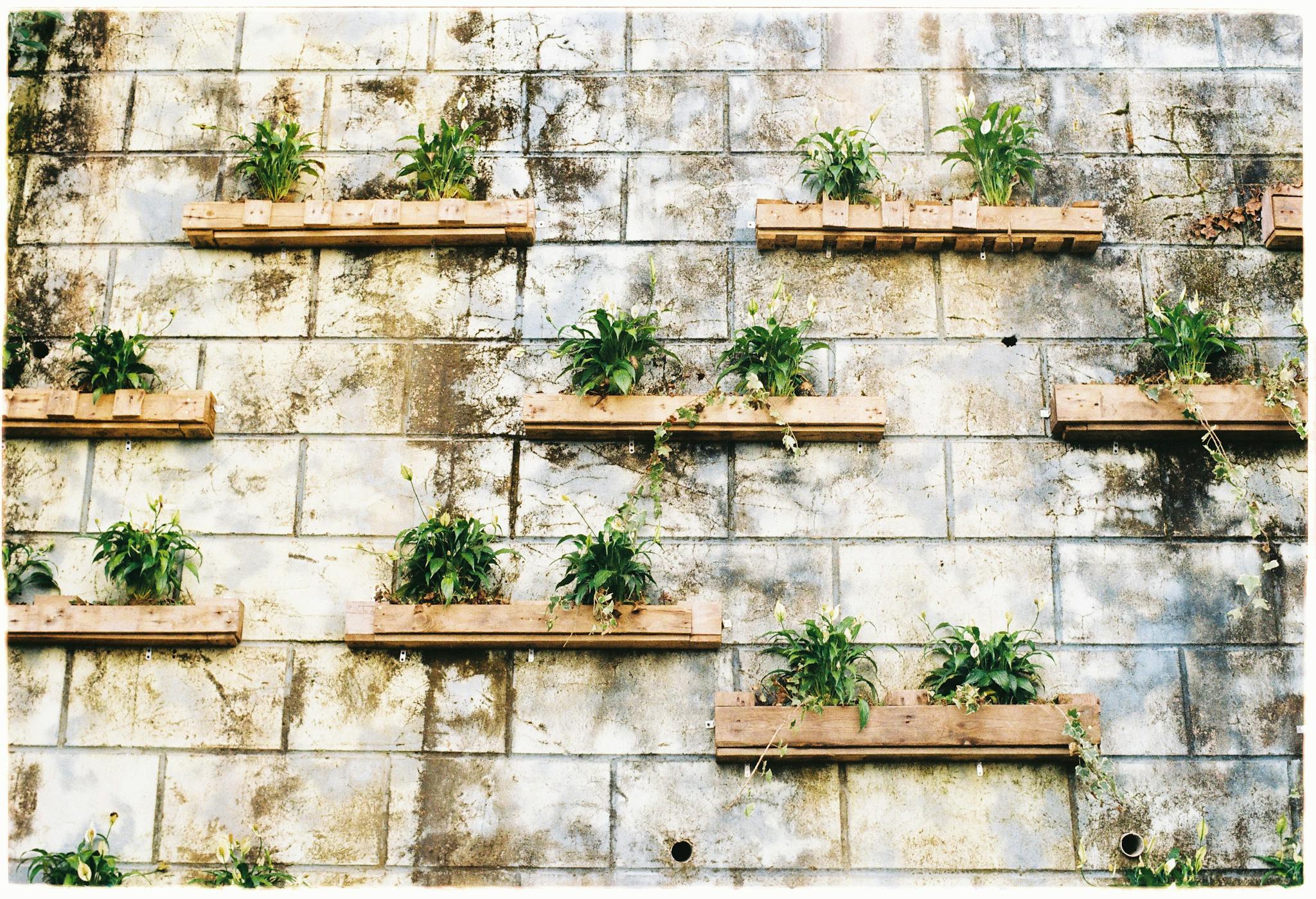 A vertical garden on a weathered concrete wall with wooden planters and green plants.
