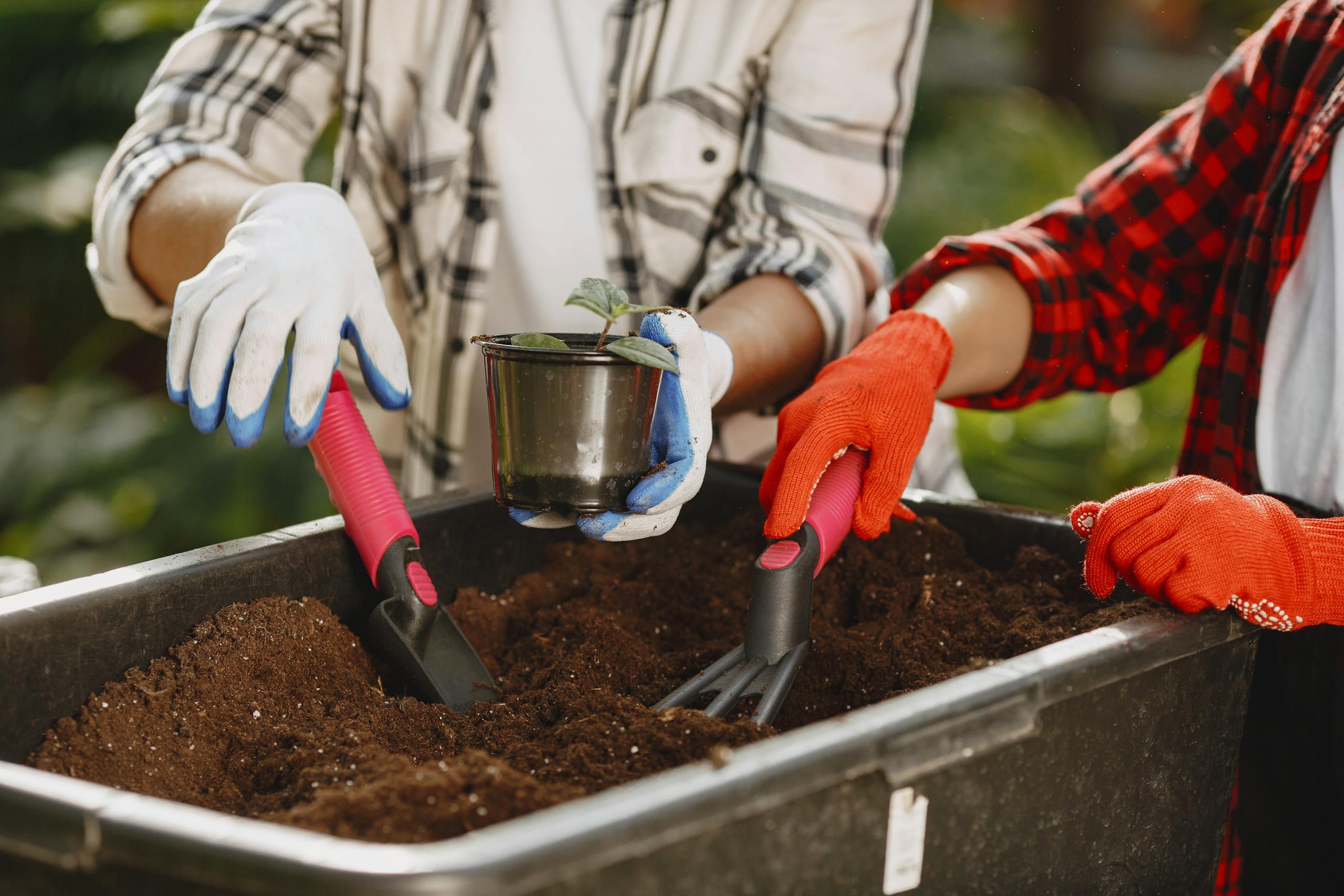 Individuals gardening outdoors using a trowel and rake with a potted plant.